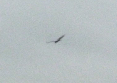Birds!